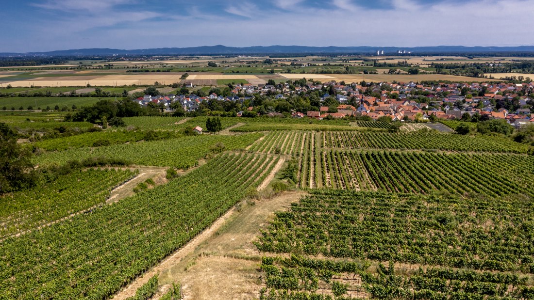 Mettenheimer Schlossberg Mettenheimer Schlossberg