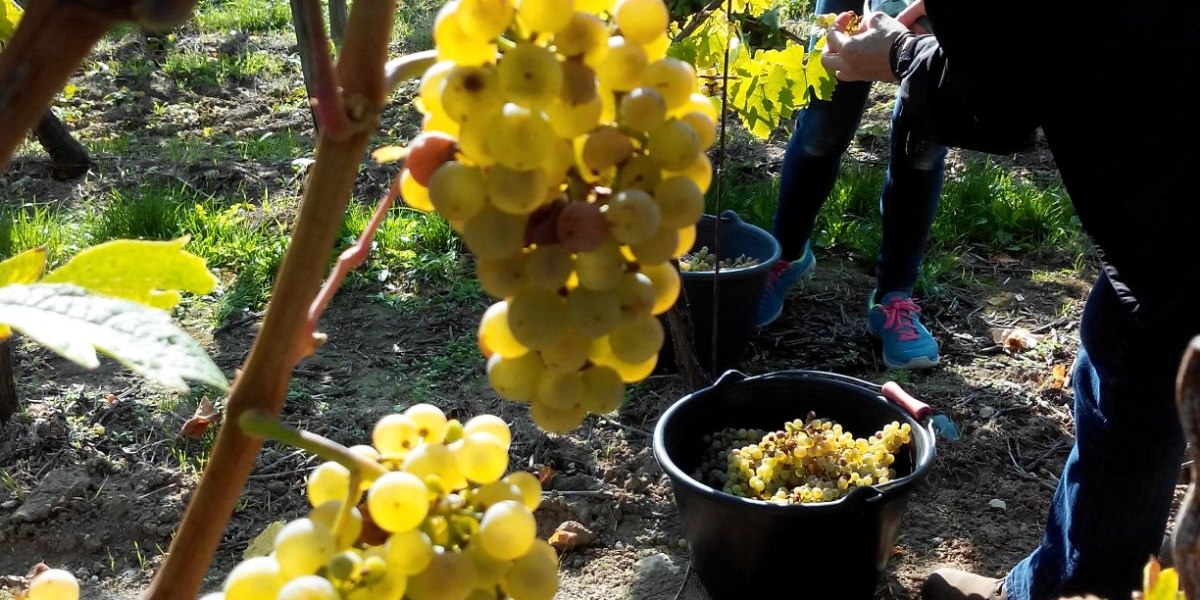 Weingut Tobias Hahn_Trauben, © Weingut Tobias Hahn Weingut Tobias Hahn_Trauben, © Weingut Tobias Hahn