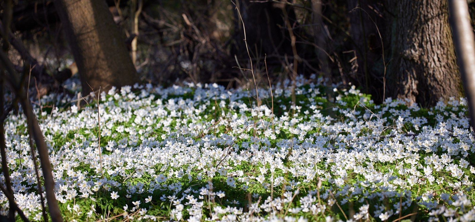 Obstroute im Frühling, © Vincent Dommer Obstroute im Frühling, © Vincent Dommer