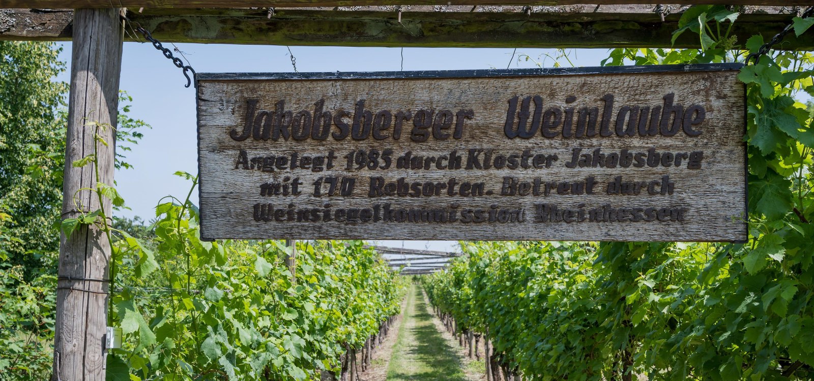 Weinlaube Schild, © Verbandsgemeinde Gau-Algesheim, Andreas Pacek Weinlaube Schild, © Verbandsgemeinde Gau-Algesheim, Andreas Pacek