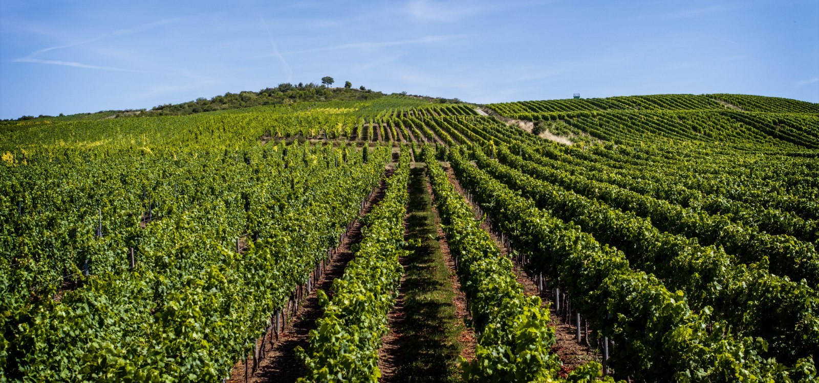 Bechtolsheimer Klosterberg, © Torsten Silz Bechtolsheimer Klosterberg, © Torsten Silz