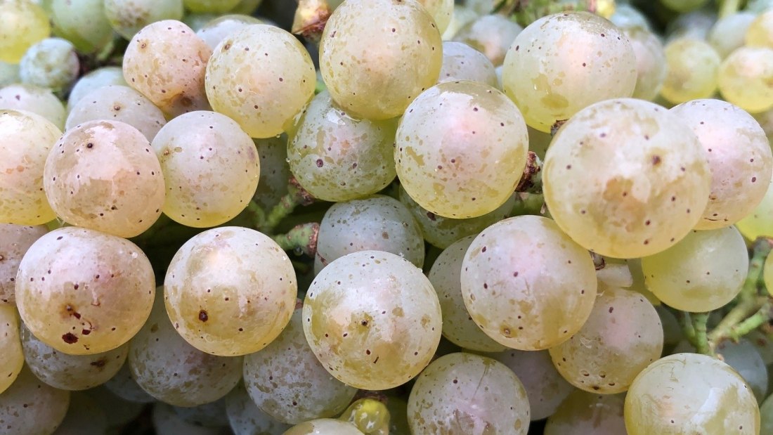 © Weingut Seebrich © Weingut Seebrich