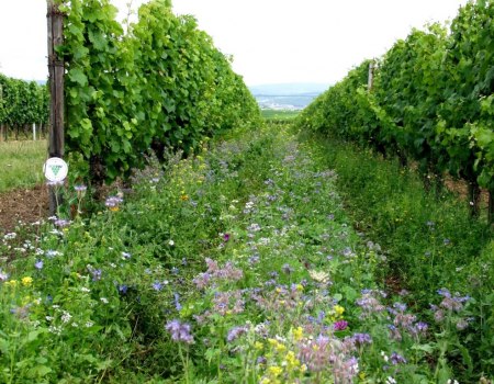 bruehler-hof-groen, © Weingut Brühler Hof bruehler-hof-groen, © Weingut Brühler Hof