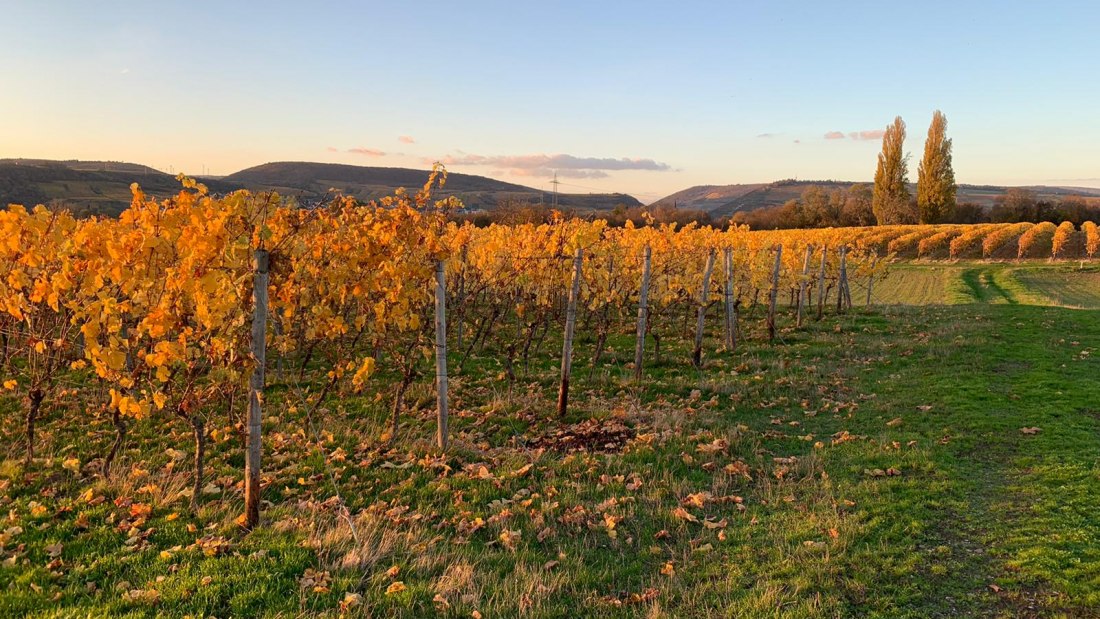 Weingut Schuhmacher_Weinrebe 3, © Weingut Schuhmacher Weingut Schuhmacher_Weinrebe 3, © Weingut Schuhmacher