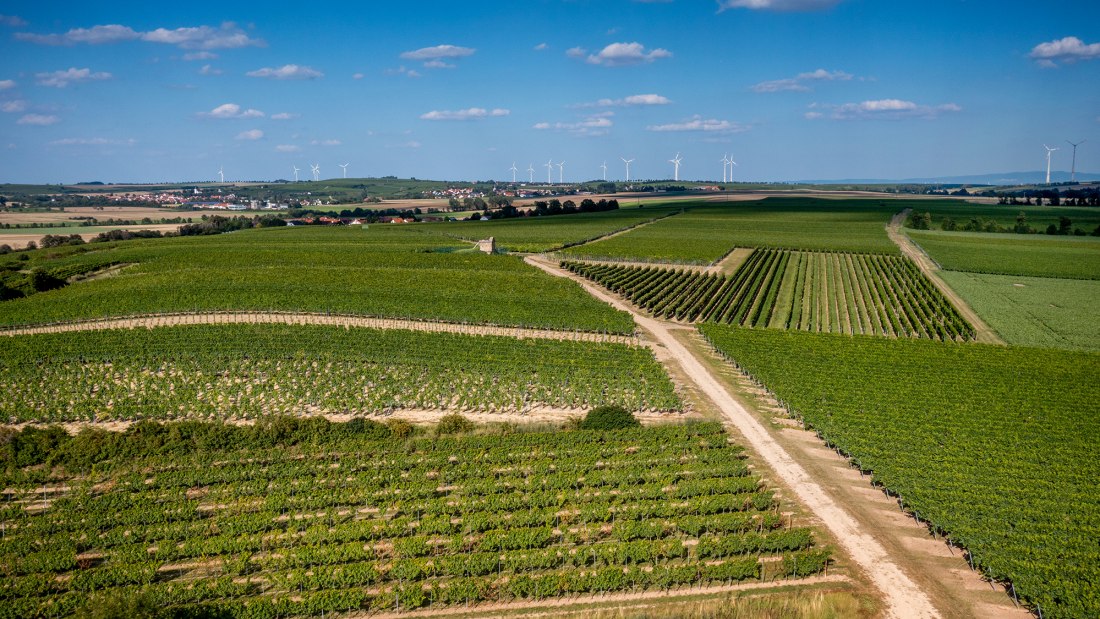 Dittelsheimer Leckerberg Dittelsheimer Leckerberg
