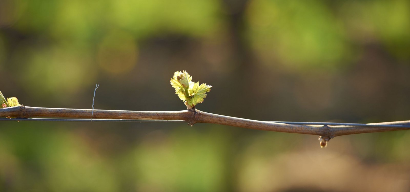 Rebknospe im Frühjahr, © Robert Dieth Rebknospe im Frühjahr, © Robert Dieth