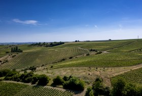 Partenheimer Steinberg Partenheimer Steinberg