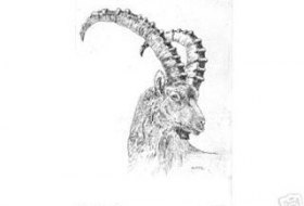 Zum Steinbock Zum Steinbock