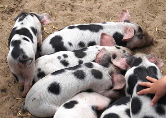 Bentheimer Schweine © pixabay Bentheimer Schweine © pixabay