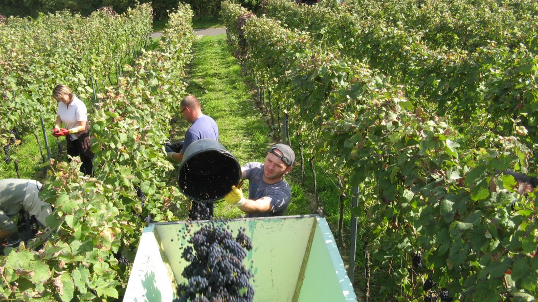 Weinlese im Schloßgut Schmitt Guntersblum, © Schloßgut Schmitt Weinlese im Schloßgut Schmitt Guntersblum, © Schloßgut Schmitt