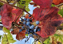Herbststimmung, © VG Monsheim Beate Hess Herbststimmung, © VG Monsheim Beate Hess