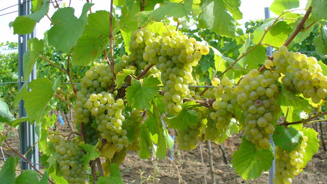PFAFF WEINE_Weiße Trauben, © PFAFF WEINE PFAFF WEINE_Weiße Trauben, © PFAFF WEINE