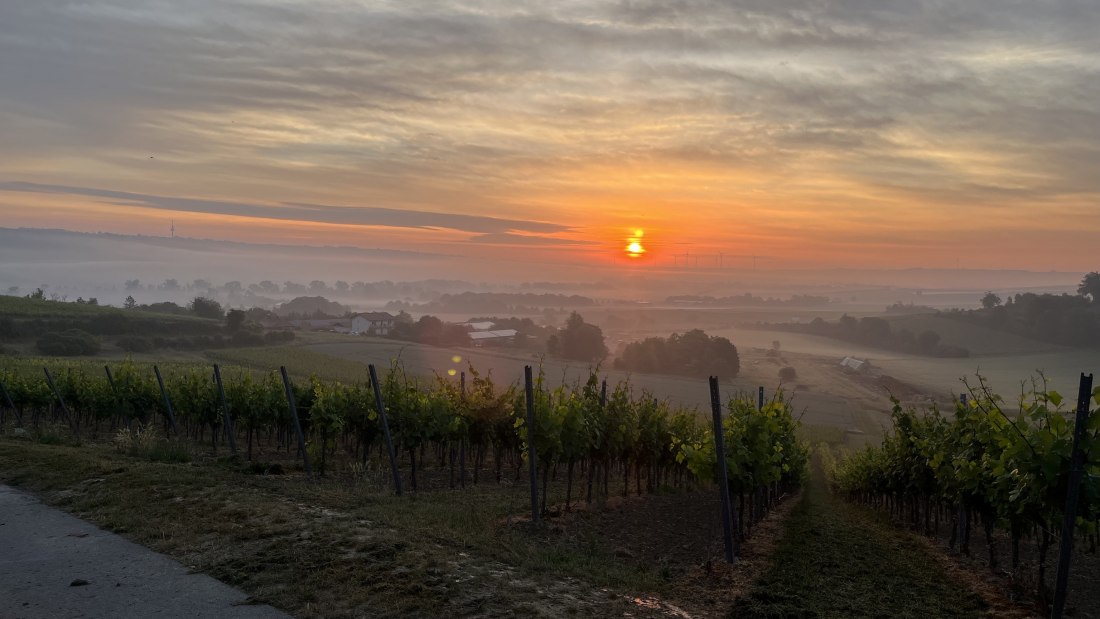 Bio Weingut Hellmich_Weinberge, © Bio Weingut Hellmich Bio Weingut Hellmich_Weinberge, © Bio Weingut Hellmich