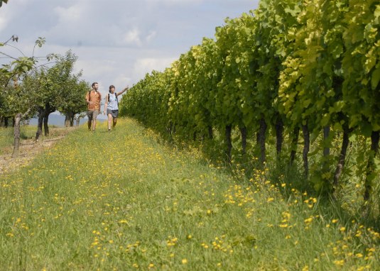 Weinberge bei Ober-Hilbersheim © Uwe Feuerbach Weinberge bei Ober-Hilbersheim © Uwe Feuerbach
