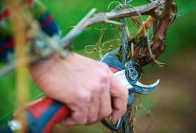 Rebschnitt Schere Rebschnitt Schere