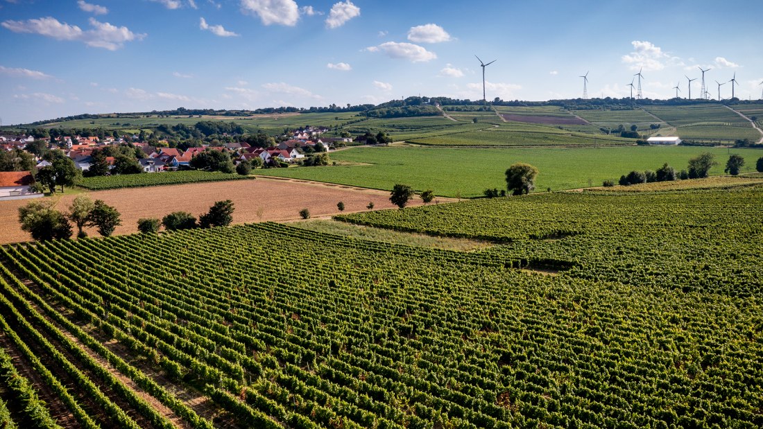 Dittelsheimer Leckerberg Dittelsheimer Leckerberg