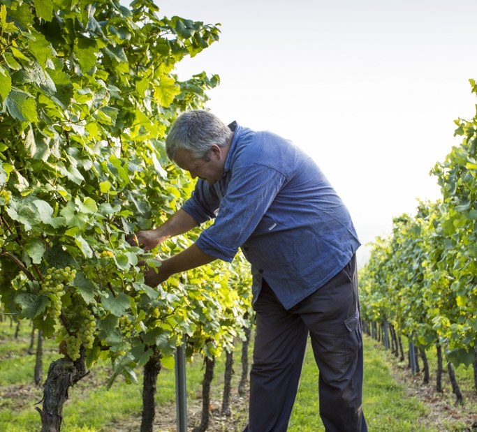 Weingut Helmut Best_Weinlese, © Weingut Helmut Best Weingut Helmut Best_Weinlese, © Weingut Helmut Best