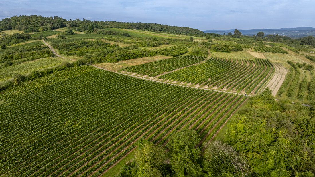 Heidesheimer Geißberg, © Torsten Silz Heidesheimer Geißberg, © Torsten Silz