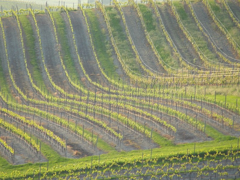 Weingut Schottenhof_Weinreben, © Weingut Schottenhof Weingut Schottenhof_Weinreben, © Weingut Schottenhof