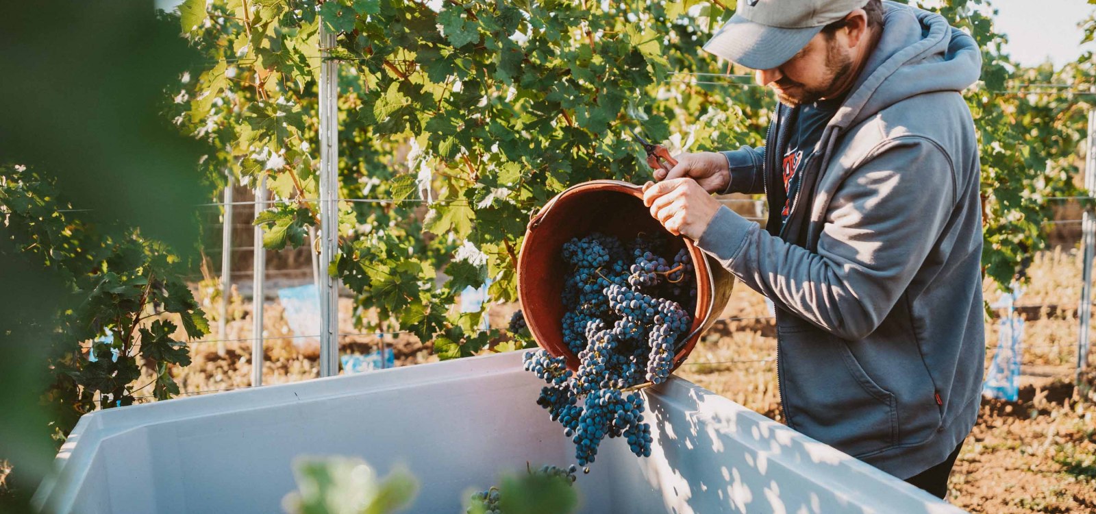 Weinlese2, © Weingut Schmitt Weinlese2, © Weingut Schmitt