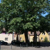 Dorfplatz vor der Ferienwohnung © Schäffer Weinolsheim Dorfplatz vor der Ferienwohnung © Schäffer Weinolsheim