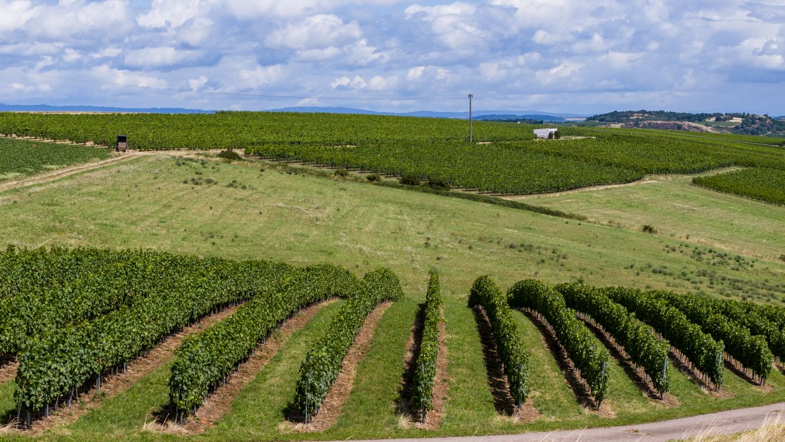 Tiefenthaler Graukatz Tiefenthaler Graukatz