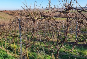 Rebstöcke im Winter mit Minimalschnitt © Rheinhessenwein e.V./Udo Diel Rebstöcke im Winter mit Minimalschnitt im Weinberg in Rheinhessen – ungeschnittene Reben im Spalier bei sonnigem Winterwetter.