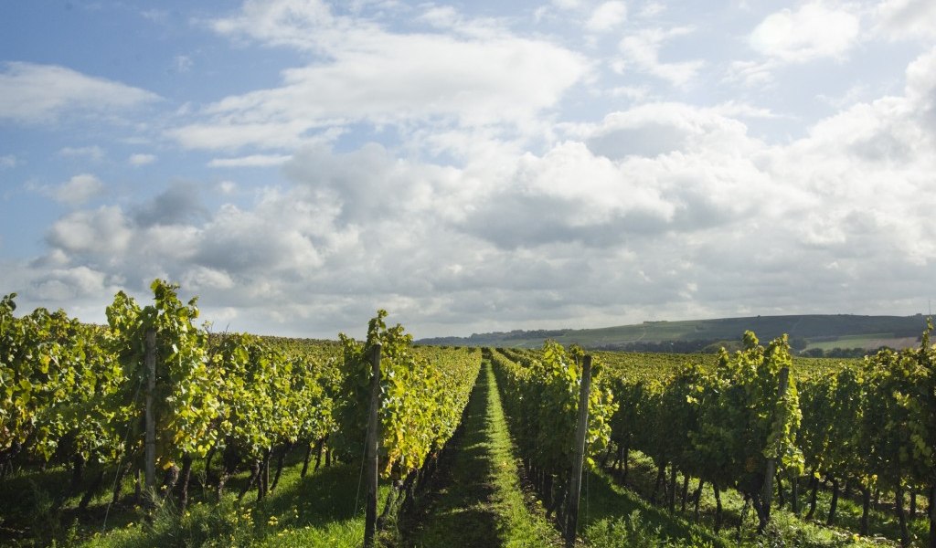 Weingut Schuck Sonnenhof_Weinreben, © Weingut Schuck Sonnenhof Weingut Schuck Sonnenhof_Weinreben, © Weingut Schuck Sonnenhof