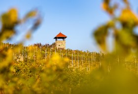 Weingut Eckert_Rebe © Weingut Eckert Weingut Eckert_Rebe © Weingut Eckert