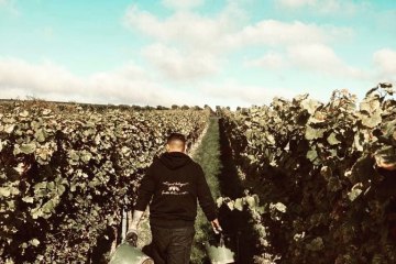 Weingut Wissgott_Weinberg, © Weingut Wissgott Weingut Wissgott_Weinberg, © Weingut Wissgott