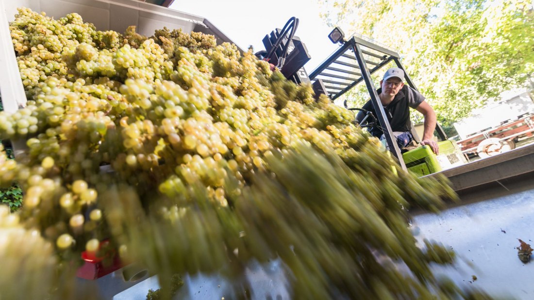 Weingut Helmut Geil_Traubenverarbeitung, © Weingut Helmut Geil Weingut Helmut Geil_Traubenverarbeitung, © Weingut Helmut Geil