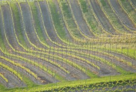 Weingut Schottenhof_Weinreben © Weingut Schottenhof Weingut Schottenhof_Weinreben © Weingut Schottenhof