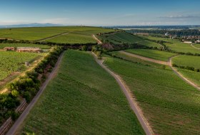 Niersteiner Orbel Niersteiner Orbel