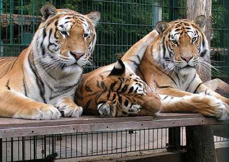 Die Bewohner des Tigergartens., © Tigergarten Waldeck e.V. Die Bewohner des Tigergartens., © Tigergarten Waldeck e.V.
