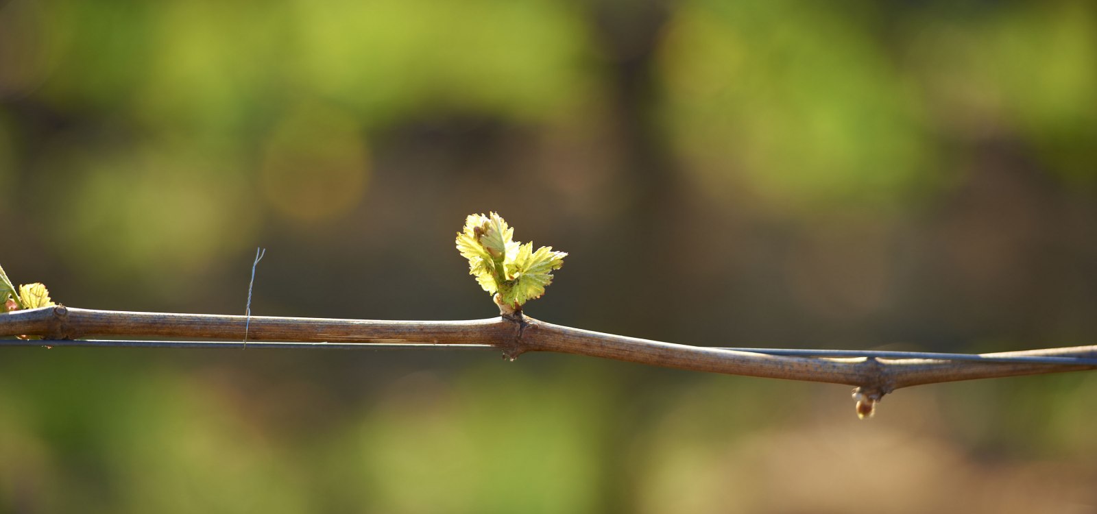 vines sprouting vines sprouting