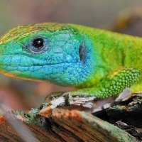 Smaragdeidechse © Naturstation Lebendige Nahe Smaragdeidechse © Naturstation Lebendige Nahe