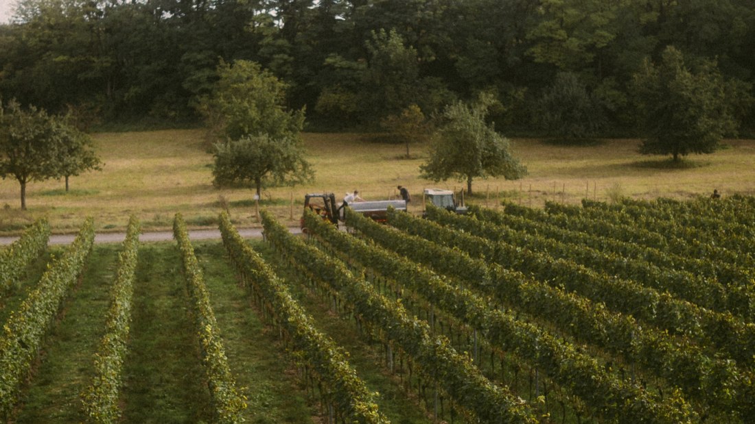 Lese 2, © Weingut Kaltenthaler Lese 2, © Weingut Kaltenthaler