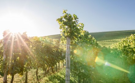 Weinlehrpfad-Bodenheim-54 Weinlehrpfad-Bodenheim-54