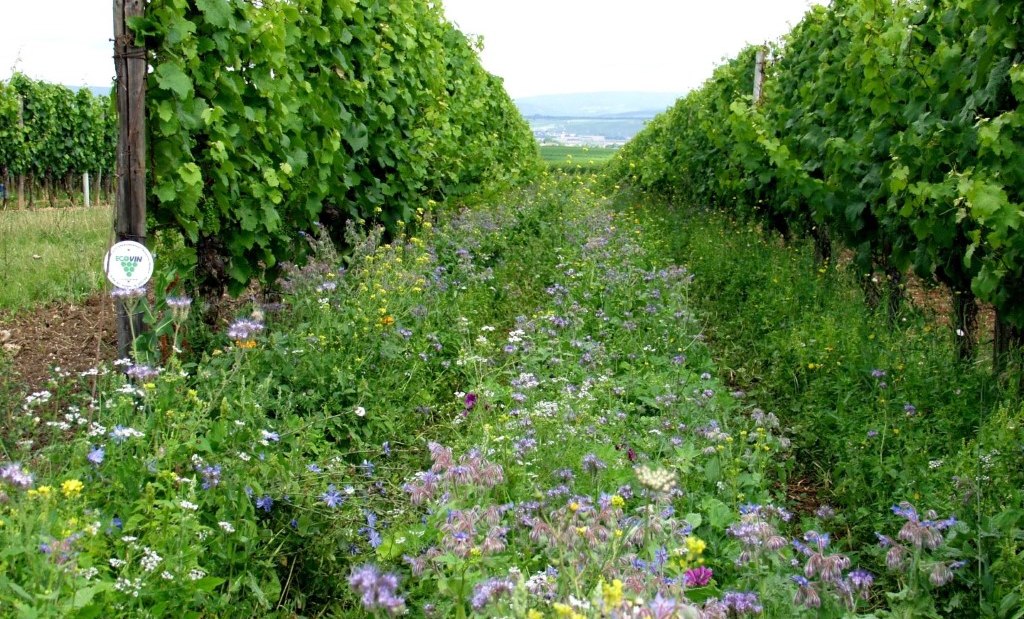 Weingut Brühler Hof_Begruenung, © Weingut Brühler Hof Weingut Brühler Hof_Begruenung, © Weingut Brühler Hof