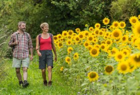 Hiking trail beside sunflowers © Dominik Ketz Hiking trail beside sunflowers © Dominik Ketz