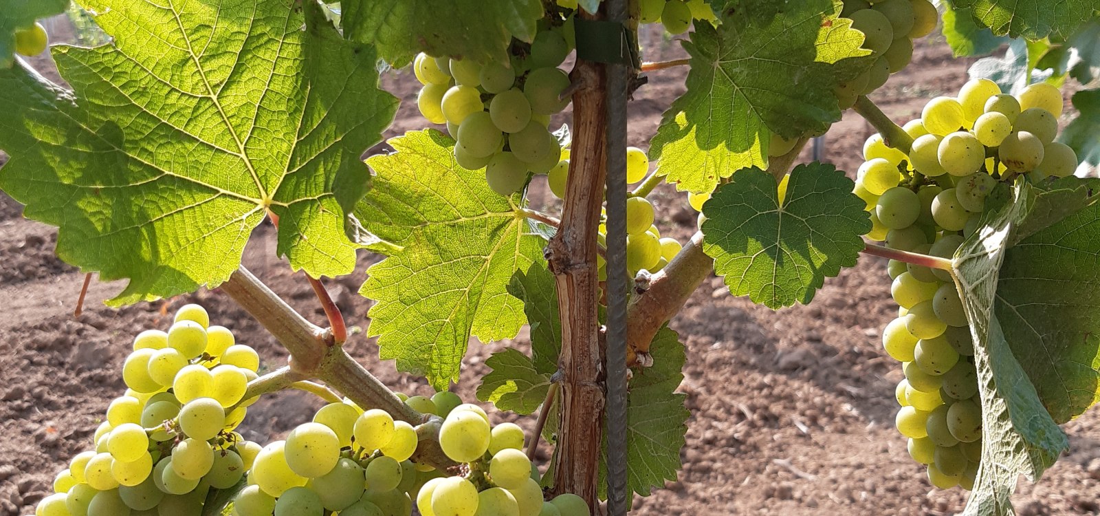 Weingut Holzmühle_Trauben, © Weingut Holzmühle Weingut Holzmühle_Trauben, © Weingut Holzmühle