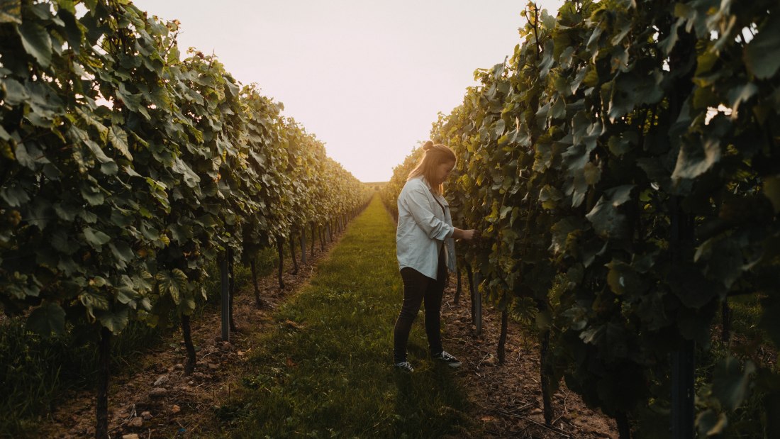 © Weingut Krughof © Weingut Krughof
