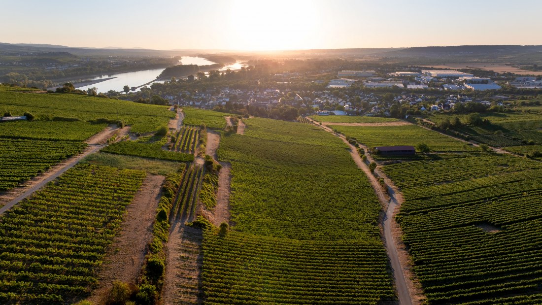Bingen Schloßberg-Schwätzerchen - 12, © Torsten Silz Bingen Schloßberg-Schwätzerchen - 12, © Torsten Silz
