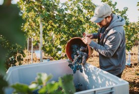 Weinlese2 © Weingut Schmitt Weinlese2 © Weingut Schmitt
