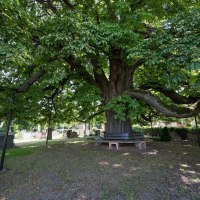 Unter der Kastanie © Verbandsgemeinde Gau-Algesheim Unter der Kastanie © Verbandsgemeinde Gau-Algesheim