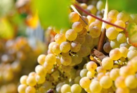 Weingut Müsel_Trauben Weingut Müsel_Trauben