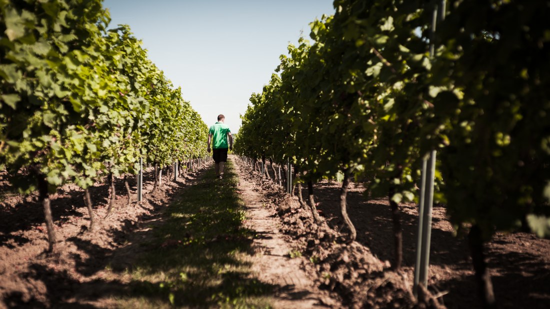 © Weingut Dackermann © Weingut Dackermann