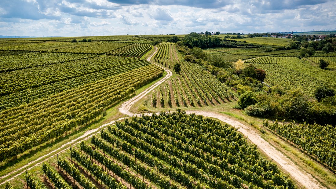 Bechtheimer Stein Bechtheimer Stein