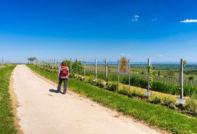 Weinlehrpfad bei Bechtheim © Karl Georg Müller Weinlehrpfad bei Bechtheim © Karl Georg Müller
