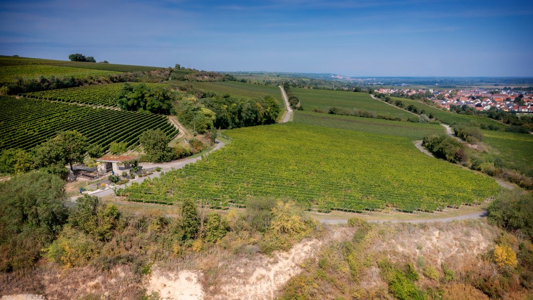 Guntersblumer Himmelthal Guntersblumer Himmelthal